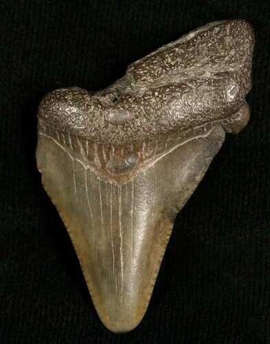 Bargain Angustidens Tooth - Pre Megalodon #5420